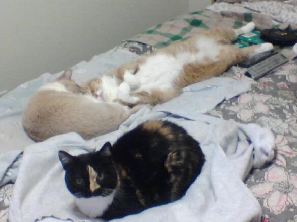 3 cats