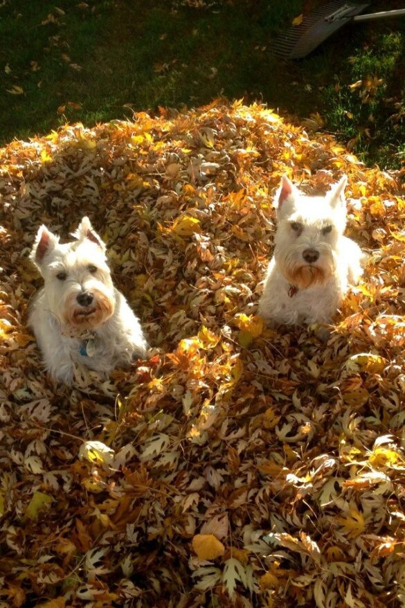 Archie and Zoe_Rodney_Sumpter
