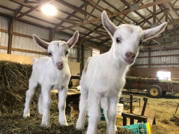 Baby goats 2020
