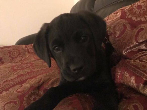Bella-puppy-time 03-23-2017