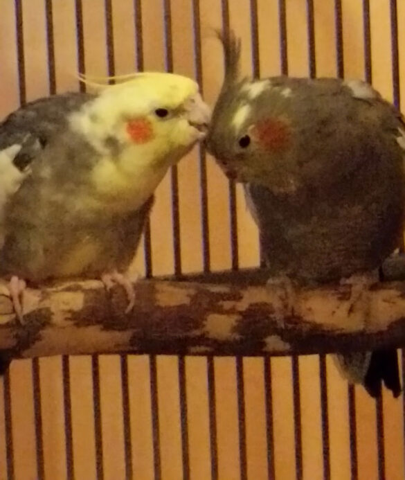 Birds_Cindy_Paterno_1