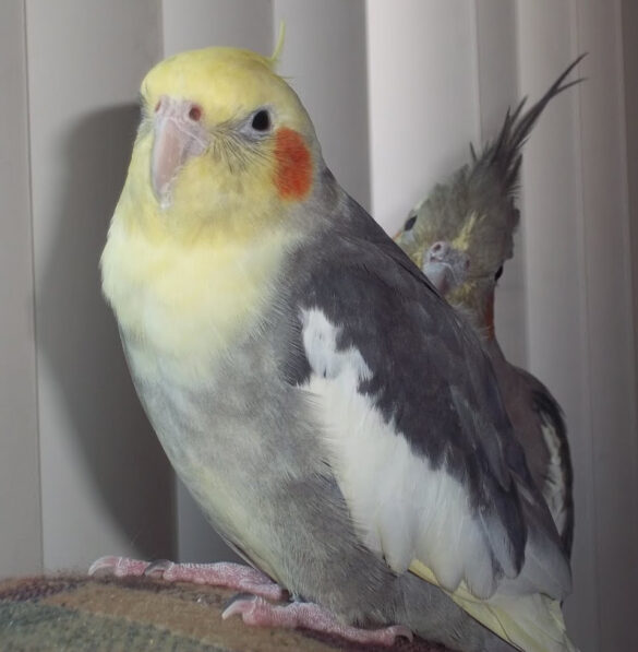Birds_Cindy_Paterno_2
