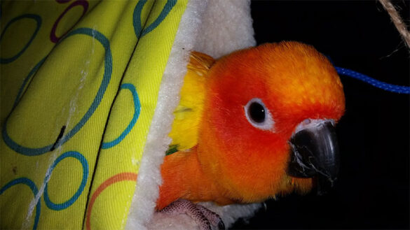 Birds_Cindy_Paterno_3