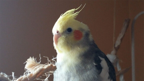 Birds_Cindy_Paterno_4