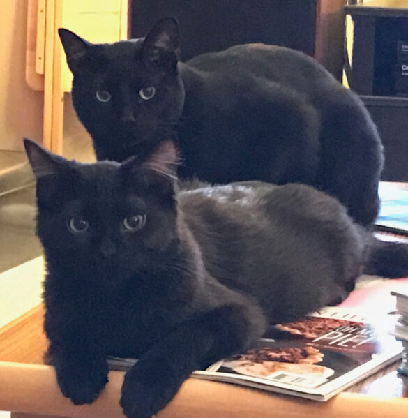 black cats