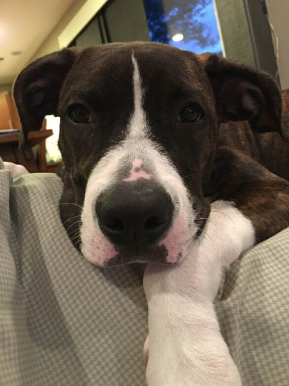 Bodhi