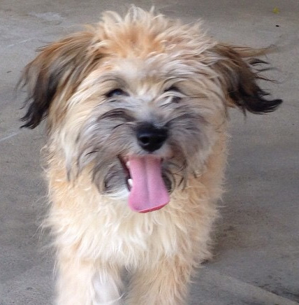 bodhi