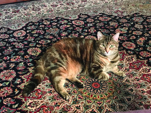 Buttercup from Jyoti DeVernie