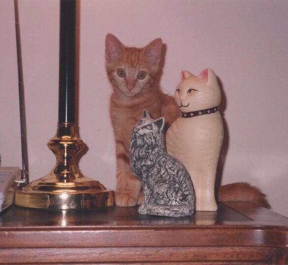 Can you pick the real cat cropped_Tracy_DeCarlo