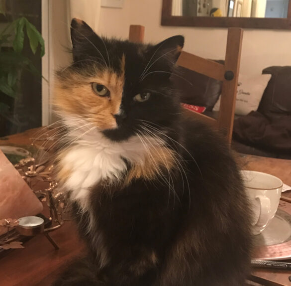 cat