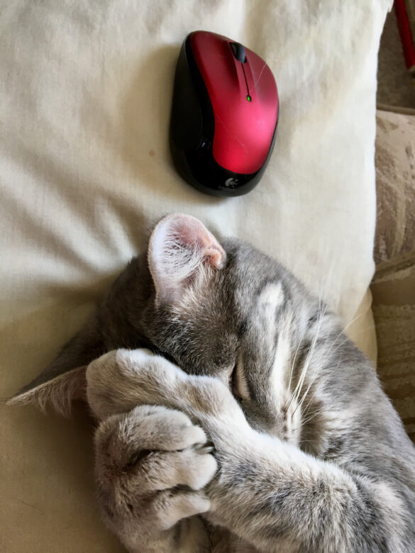 cat and mouse