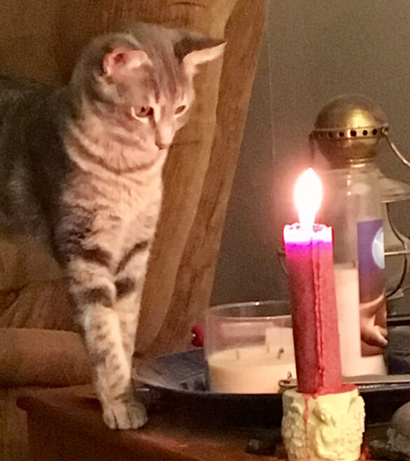 cat to flame