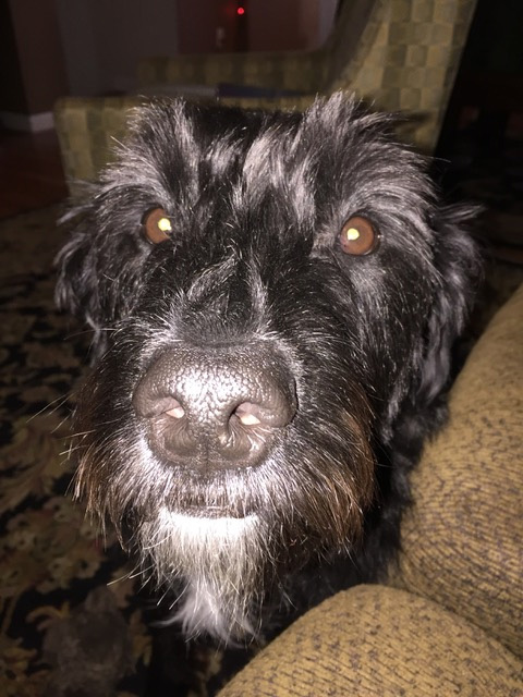 cute black dog