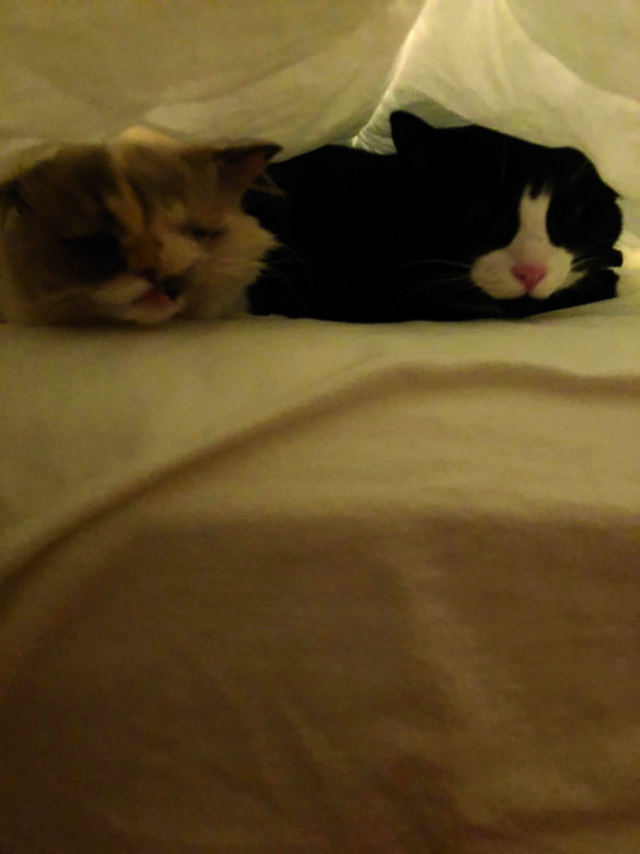 Cutie Pie and Buddy from Lauralyn Rogers