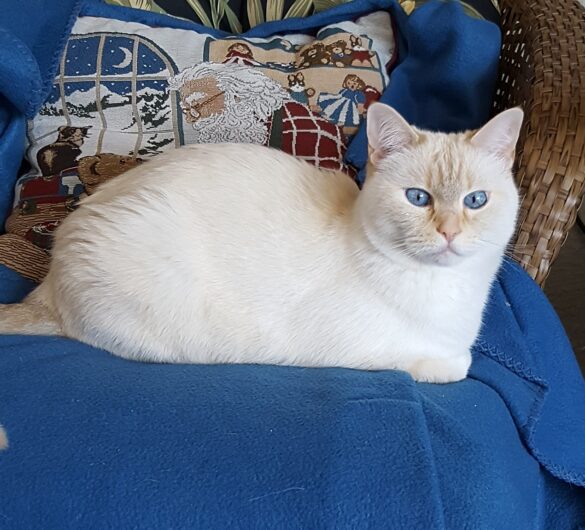 Danielle_Buddha cat_Sherri_Ginand