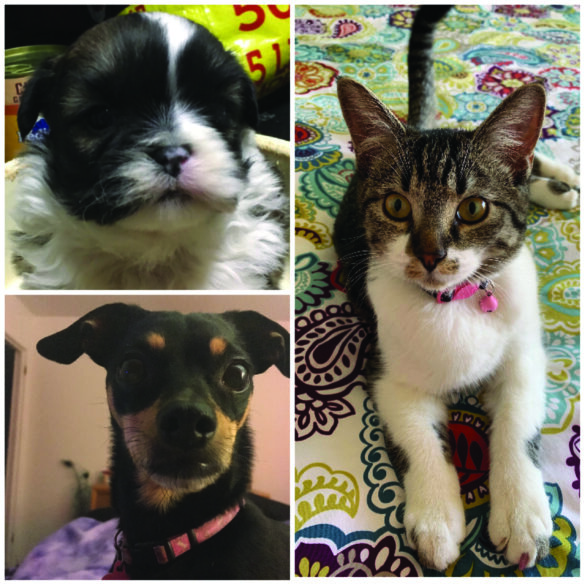 Dilly Cleo and Yogi from the Pudder family