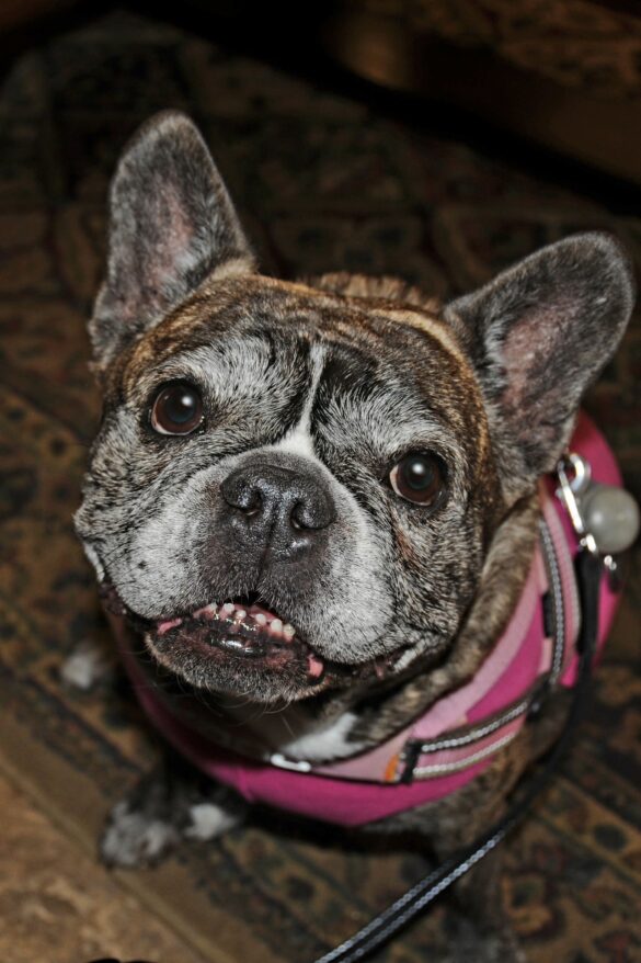 DSC_3892 Frannie