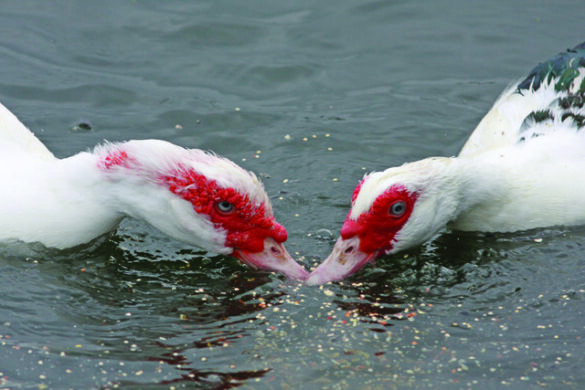 ducks