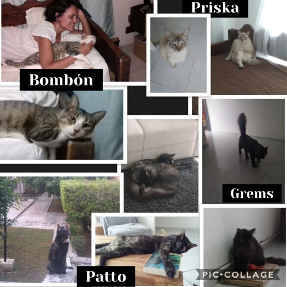 GATOS from Blanca Mejia