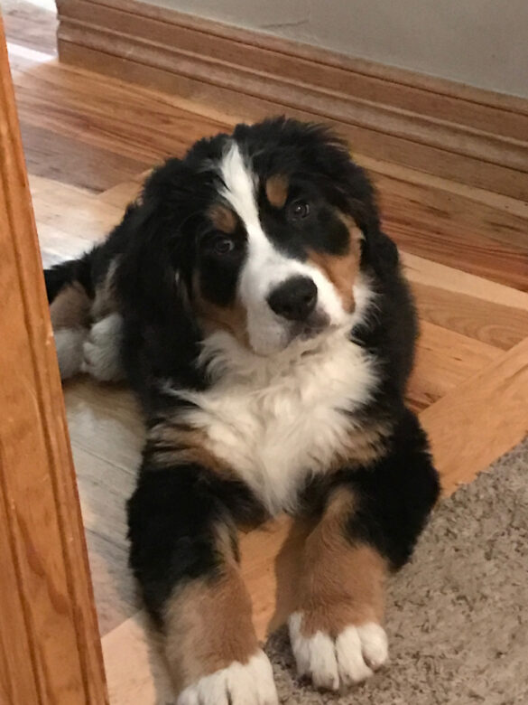 giffen pup