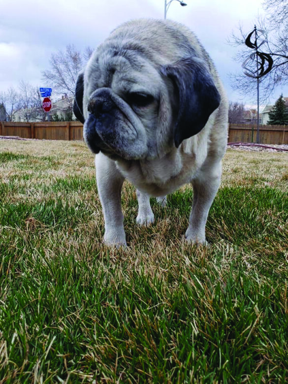 Harley from Pat and Laura Pederson