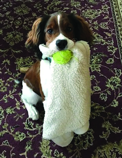 Harry from Julie Mierau