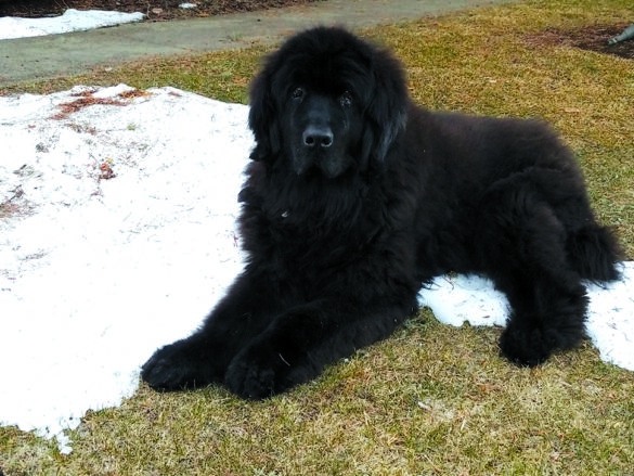 Hogan from Linda Tobias