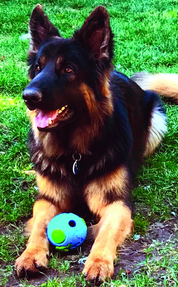 Ike from Ann Thacker