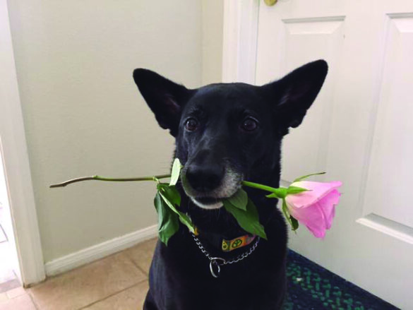 jetta rose from Laura Alton