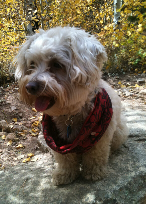 Koda_sharon_molloy