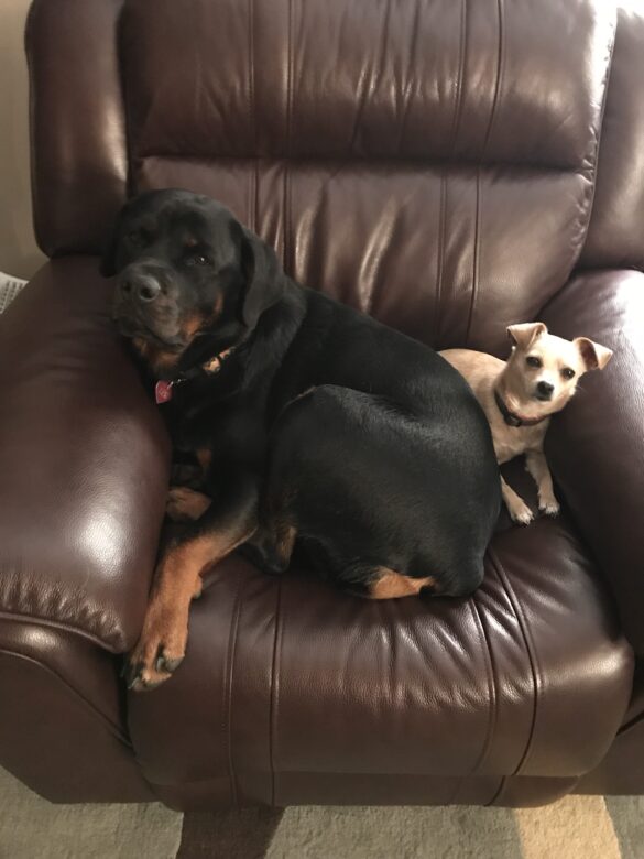 Lexi and Lulu_Monica_Graves