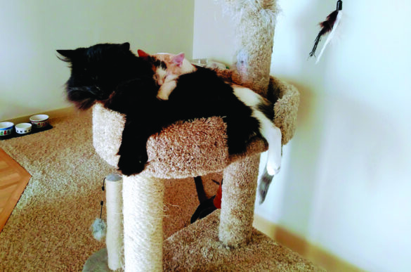 Little Biddy Kitty and Van Thumper from Pam VanNostern