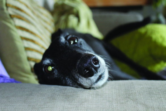 Lulu from Toby Sears