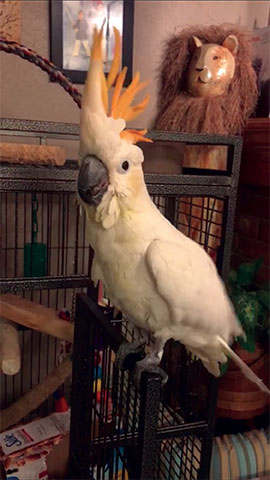 Mango
