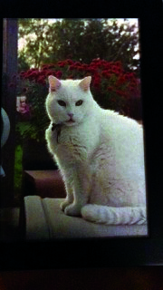 Max from Jenny Illig