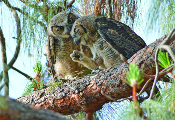 owls