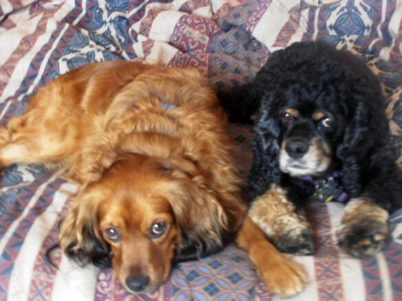 Ozzie and Sadie_Sharon Belk-Krebs