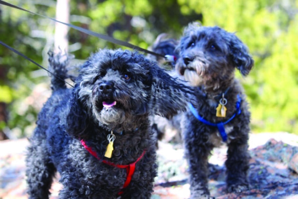 Pepper and Teddy from Kathy Nelson