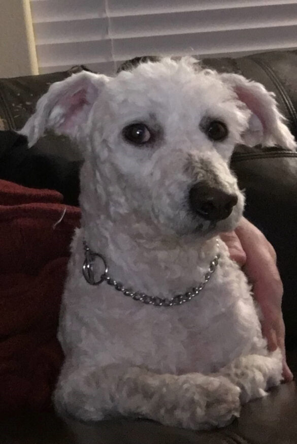 poodle
