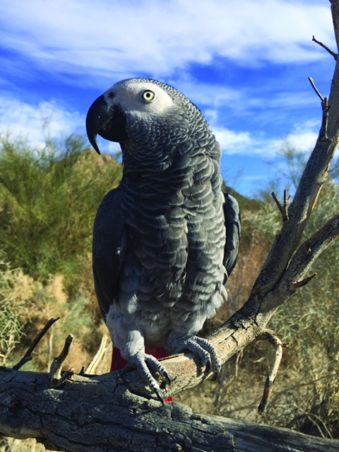 Raul African Grey from Mary Earhart