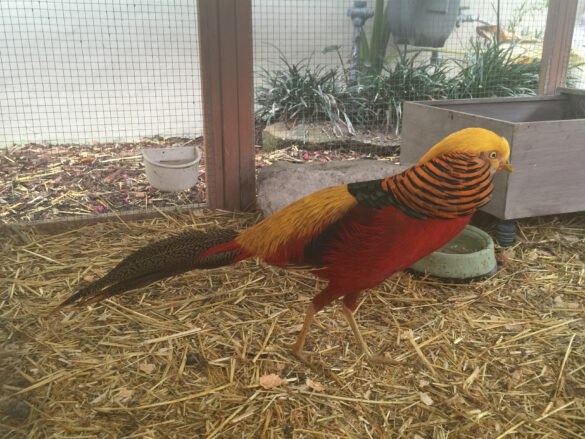 Red Golden Pheasant_Julie_Rabalais