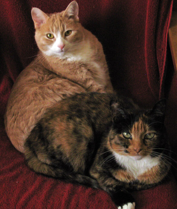 Romy and Daisy