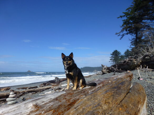 Roo_Gweneth_Welch