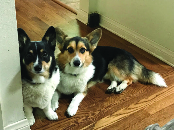 Sadie and Owen from Karen and Rick Robert