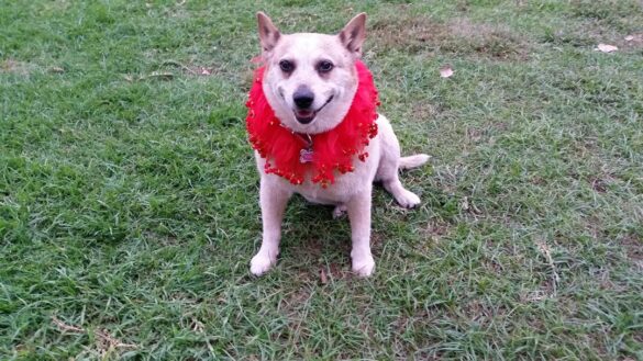 scarlett with red dress collar