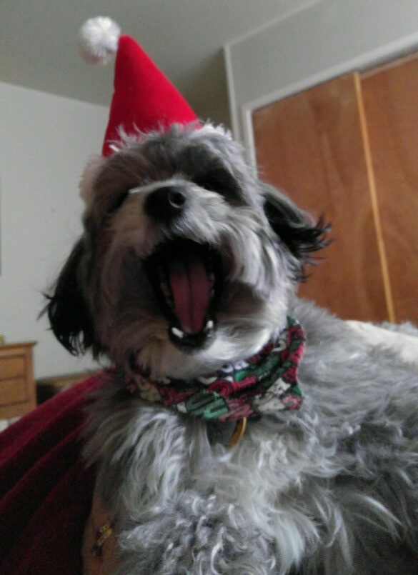 Schnoodle, Finnegan