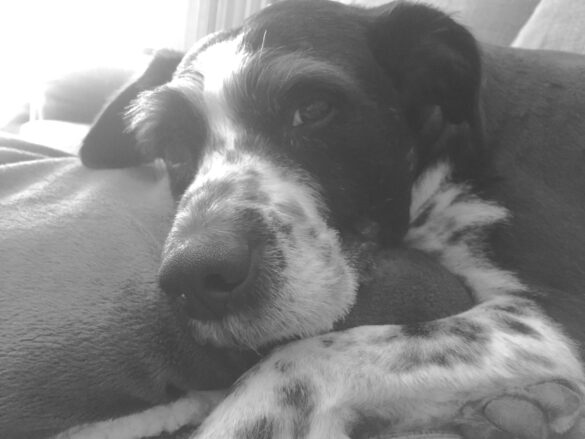 Scruffy 2