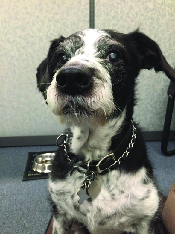 Scruffy from Debbie Krovitz