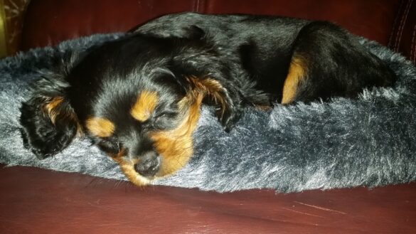 Sleeping