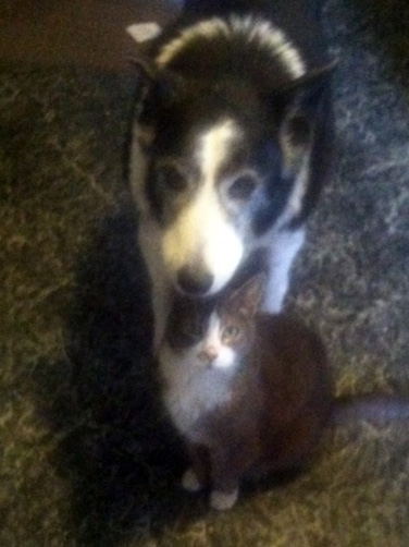 smiley and her cat
